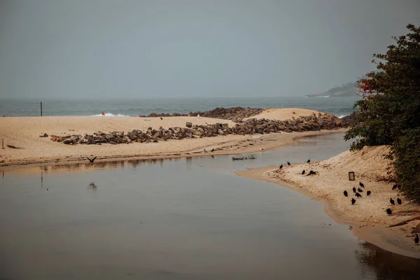 Closeup Shot Sea Blackbirds Sandy Beach — Stock Photo, Image