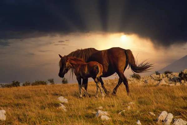 Dos Caballos Pastando Pasto Bajo Hermoso Cielo — Foto de Stock