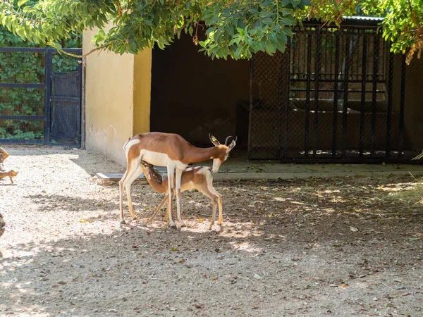 Beau Cliché Une Gazelle Dama Dans Zoo — Photo