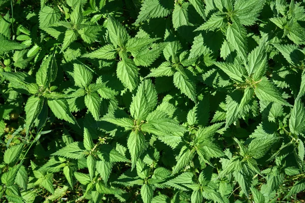 Primer Plano Plantas Ortigas Verdes — Foto de Stock