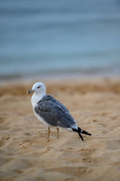 Plan Vertical Une Mouette Unique Sur Sable Littoral — Photo