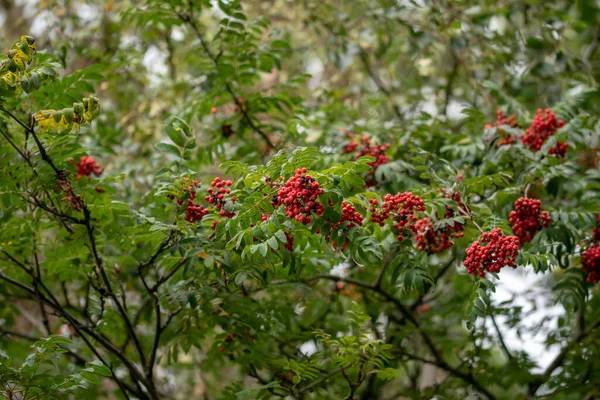 Närbild Rowan Trädet — Stockfoto