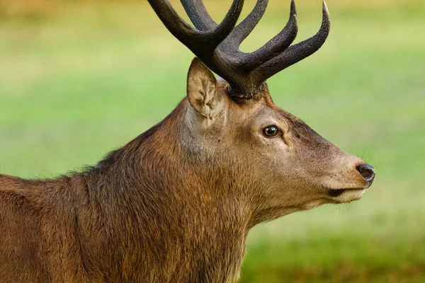 Närbild Älg Ett Fält Solljuset Med Suddig Bakgrund — Stockfoto