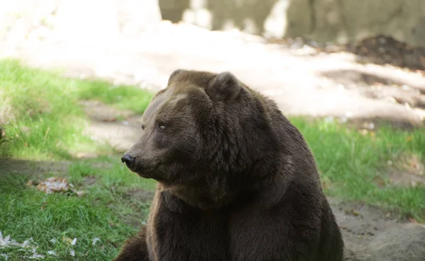 Tiro Perto Urso Castanho Parque — Fotografia de Stock