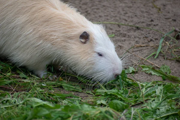 Közelkép Egy Capybaráról — Stock Fotó