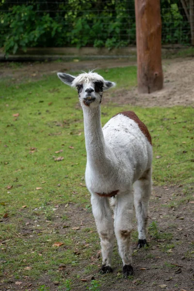 動物園で白と茶色のラマの垂直ショット — ストック写真