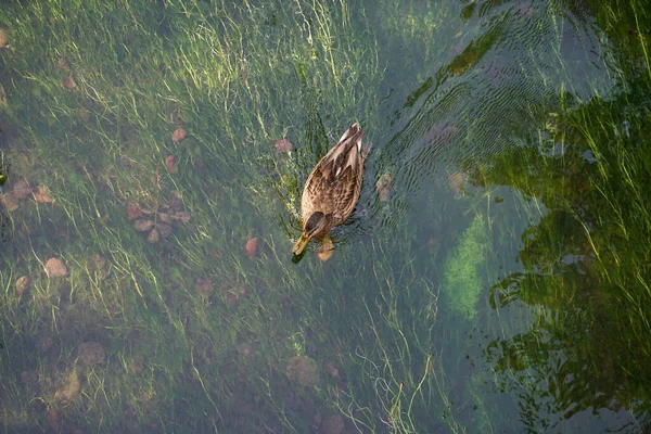 High Angle Shot Duck Swimming Lake Daytime — Stock Photo, Image
