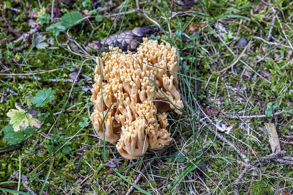 Tiro Alto Ângulo Cogumelos Selvagens Crescendo Floresta — Fotografia de Stock