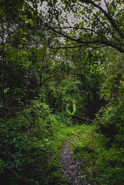 Colpo Verticale Sentiero Insieme Alberi Piante Una Foresta — Foto Stock