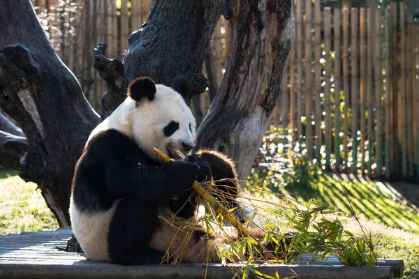 かわいいパンダが座って竹を食べている — ストック写真