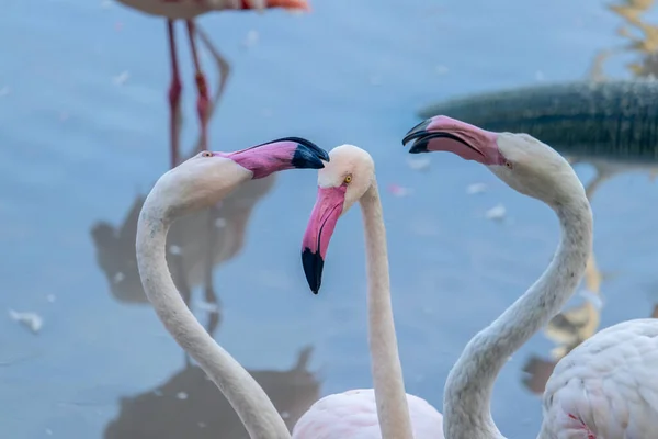 Över Rosa Flamingos Sjön — Stockfoto