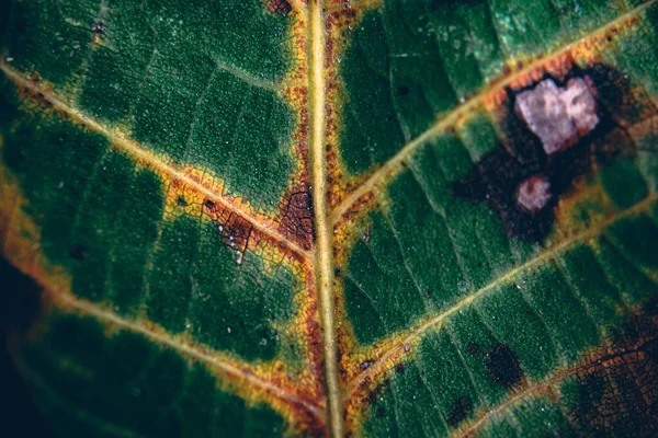 Макроснимок Коричневых Пятен Зеленом Листе Осенью — стоковое фото