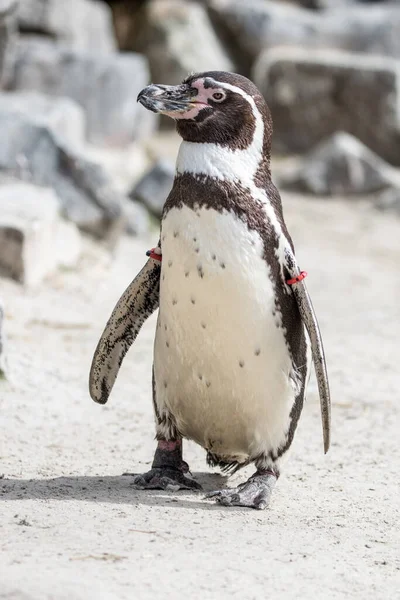 Tiro Vertical Pinguim Humboldt Bonito — Fotografia de Stock