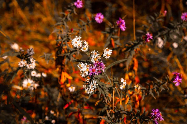 Eine Nahaufnahme Von Wiesenblumen — Stockfoto