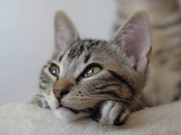 Primer Plano Pequeño Gato Mentiroso —  Fotos de Stock