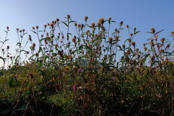 Ein Blick Auf Wildblumen Auf Dem Feld Mit Blauem Himmel — Stockfoto