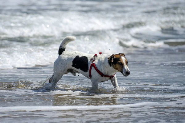 Μια Μαγευτική Θέα Ενός Σκύλου Μια Παραλία Την Ημέρα — Φωτογραφία Αρχείου