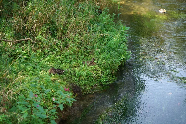 Los Patos Hierba Lado Del Río Que Fluye — Foto de Stock