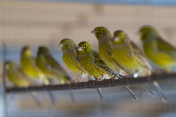 Bir Dala Konmuş Küçük Yeşil Kuşların Yakın Plan Çekimi — Stok fotoğraf