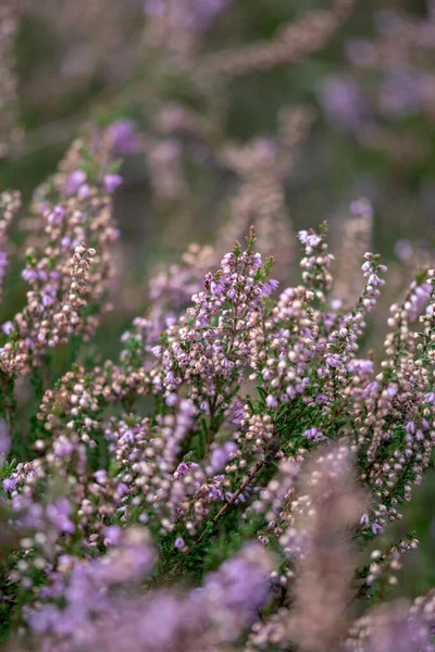 Beautiful Purple Calluna Flowers — Stock Photo, Image