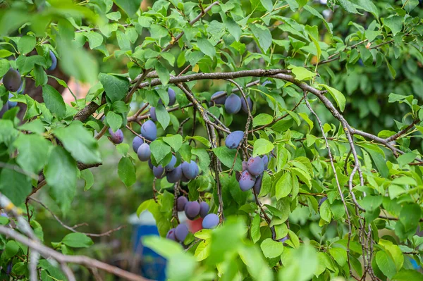 Die Reifen Und Saftigen Lila Pflaumen Baum — Stockfoto