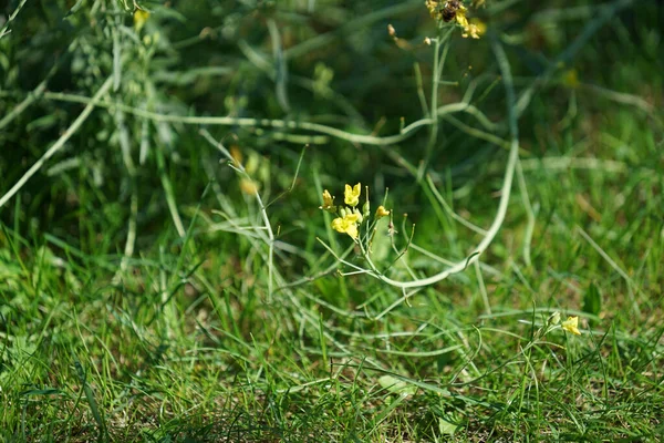 Včelí Opylení Žlutém Květu Poli — Stock fotografie