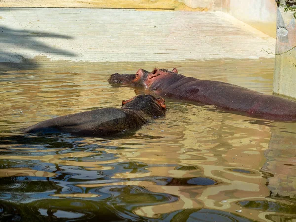 Una Hermosa Toma Hipopótamos Zoológico —  Fotos de Stock