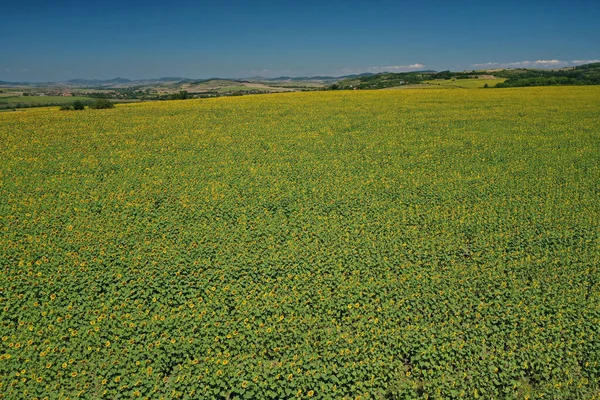 Paisaje Fascinante Enorme Campo — Foto de Stock