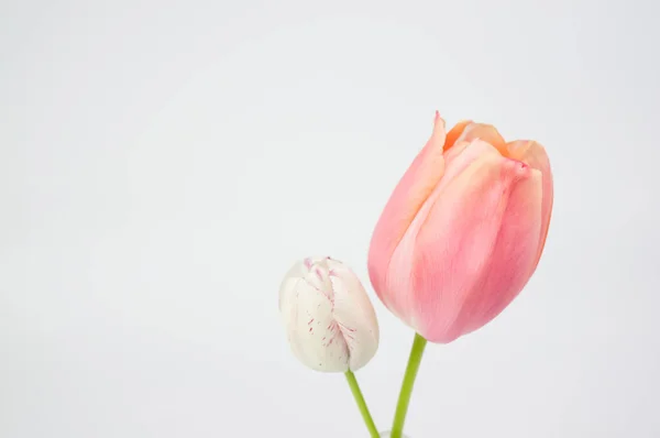 Красиві Тюльпани Білому Тлі Весняний Квітковий Фон — стокове фото