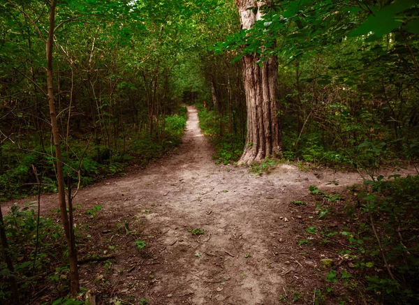 Uma Vista Uma Encruzilhada Meio Uma Floresta — Fotografia de Stock