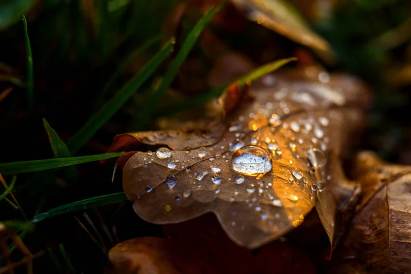 석양에 나뭇잎들 물방울이 떨어지는 — 스톡 사진