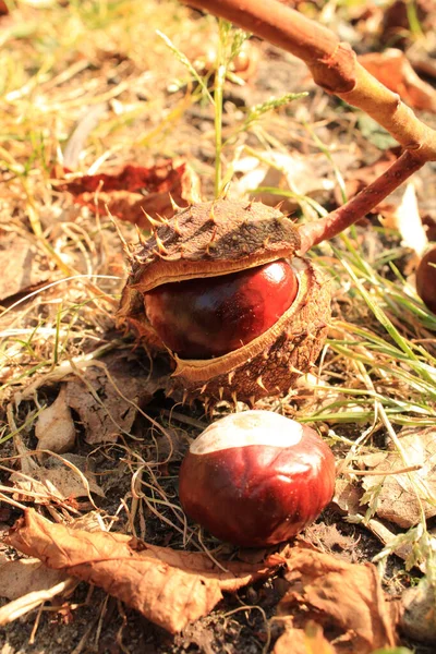 Colpo Verticale Castagne Terra — Foto Stock