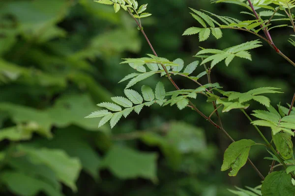 Gros Plan Sur Les Feuilles Sauvages Concept Nature — Photo