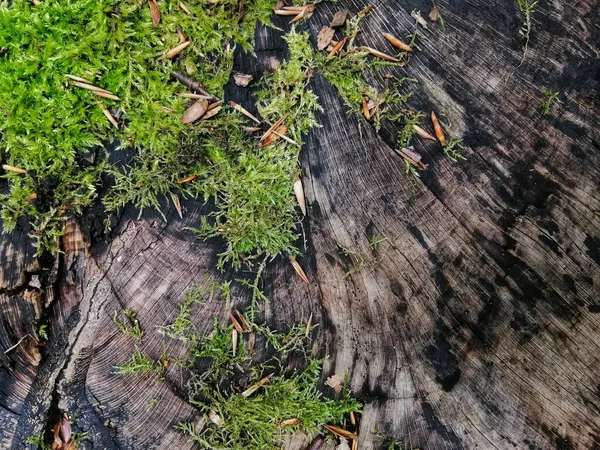 Gros Plan Écorce Texturée Avec Mousse Verte — Photo