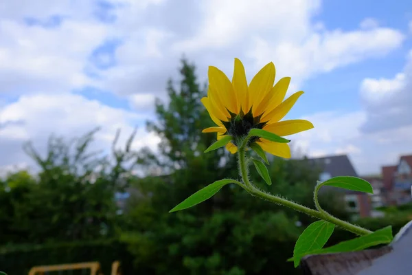 Güneş Işığının Altında Sevimli Bir Çiçeğin Yakın Çekimi — Stok fotoğraf