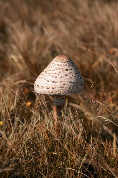 Ett Selektivt Fokus Paraplysvampen Det Vilda — Stockfoto