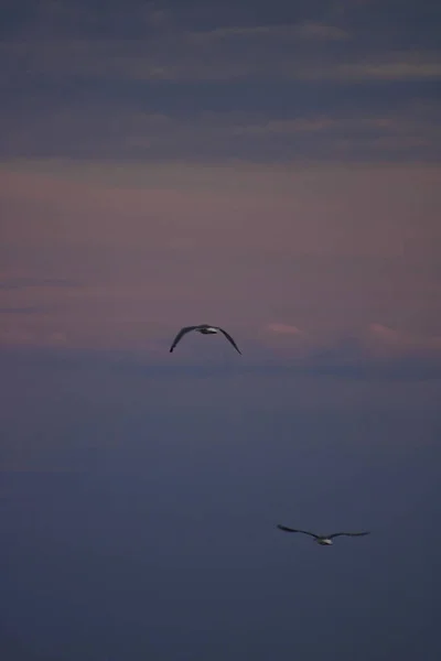 Вертикальный Снимок Птиц Летящих Красочном Небе Заката — стоковое фото