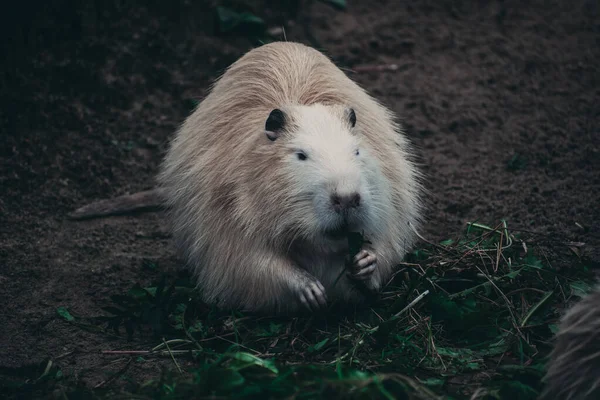 Gros Plan Capybara — Photo