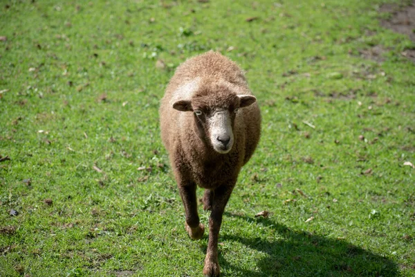 Een Closeup Shot Van Schapen Groen Gras — Stockfoto