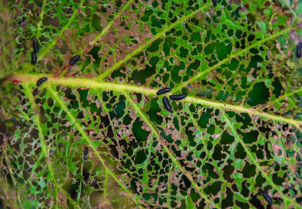 菊の花の幼虫に攻撃された緑の葉のトップビュー — ストック写真