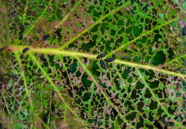 Vista Superior Hoja Verde Atacada Por Las Larvas Chrysomelidae — Foto de Stock