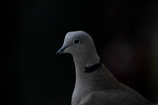 Portrait Gros Plan Une Jolie Colombe Collier Eurasien — Photo