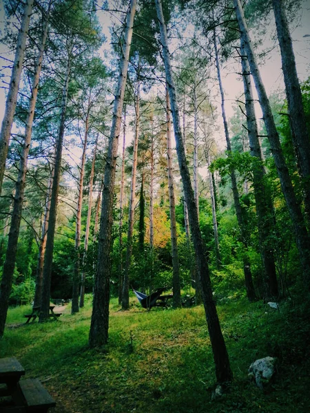 Tiro Vertical Árvores Uma Floresta — Fotografia de Stock