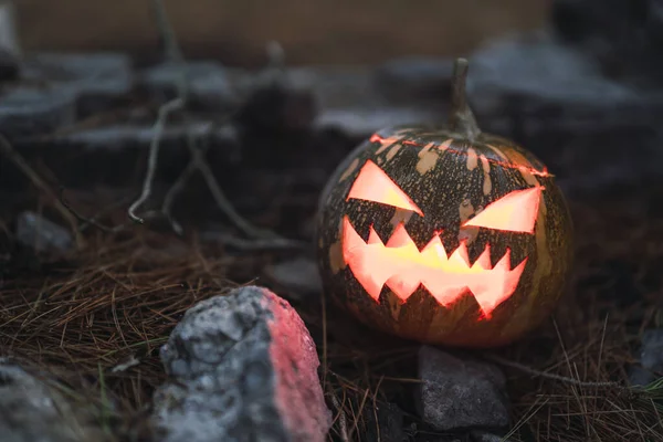 Halloween Pumpa Med Ett Skrämmande Ansikte Gräset Bredvid Ett Träd — Stockfoto