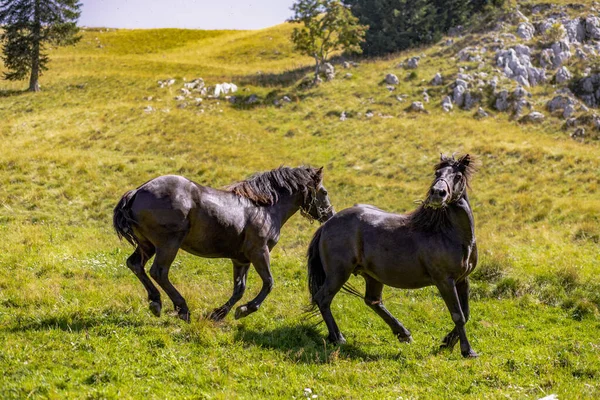 Gyönyörű Fekete Lovak Futnak Hegyekben — Stock Fotó