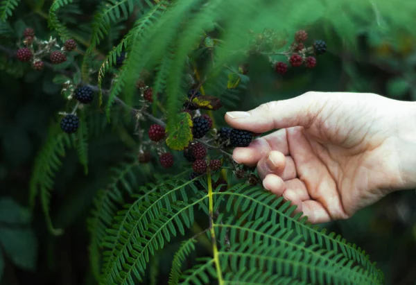 Closeup Focus Shot Woman Collecting Blackberries — Stock Photo, Image