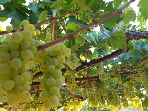 Closeup Green Grapes Growing Vineyard — Stock Photo, Image