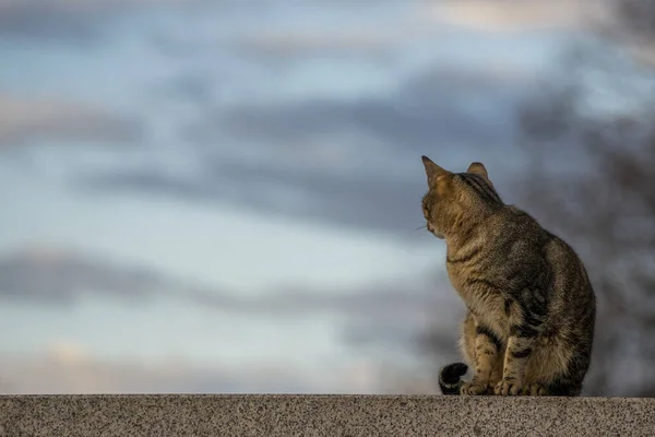 Den Bedårande Och Lurviga Bruna Katten Sitter Stenen — Stockfoto