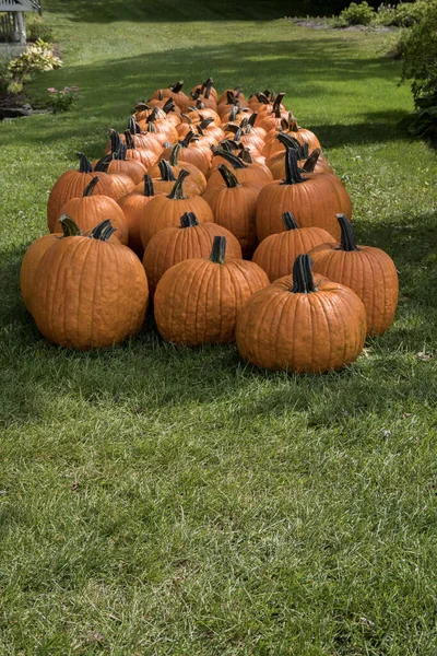 Beaucoup Citrouilles Sur Herbe Dans Jardin — Photo