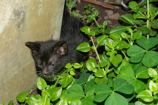 Een Eye Level Shot Van Een Zwart Schattig Katje Spelen — Stockfoto